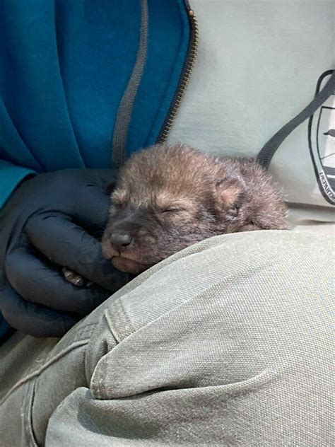 First Red Wolf Pups Born in Wild Since 2018, Raising Hope for Brighter Future for Species ...