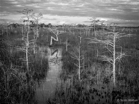 Dwarf Cypress - Scott Walton Photographs