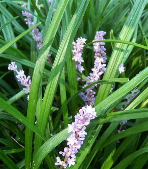 Liriope Spicata - A-Z Landscaping Ridgefield CT