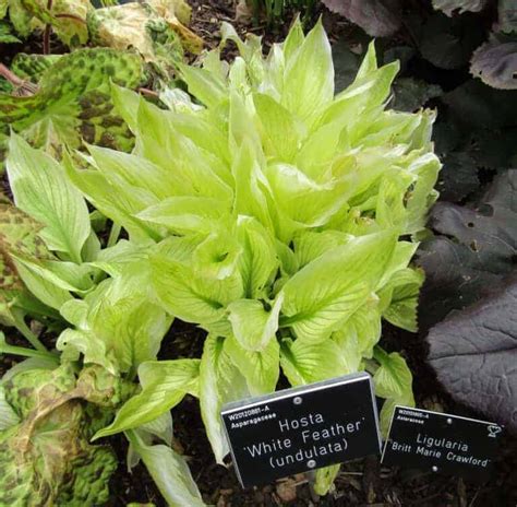 White Feather hosta 🌱 🤍 A eye-catching addition to the shadiest spots