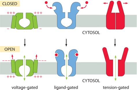 Ion channel gating; Gating, Ion Channel