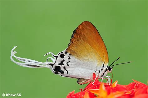 Butterflies of Singapore: Flight of the Imperials