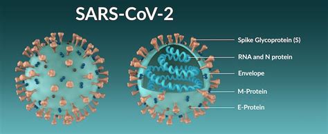 What is the Spike Protein and Why Are Mutations On It Important?