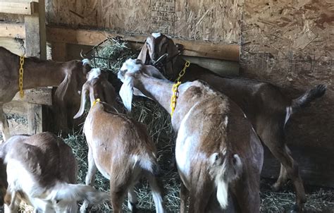 Hay Feeder Options For Goats | Simple Living Country Gal