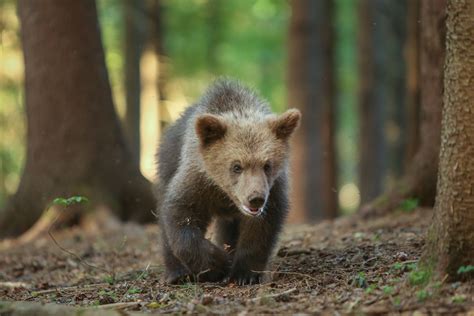 Ensuring a better future for orphaned bear cubs - Born Free