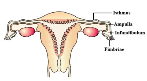 Part of fallopian tube closest to ovary is