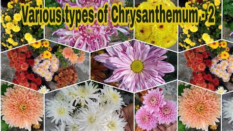 Chrysanthemum Description Types Taxonomy Britannica