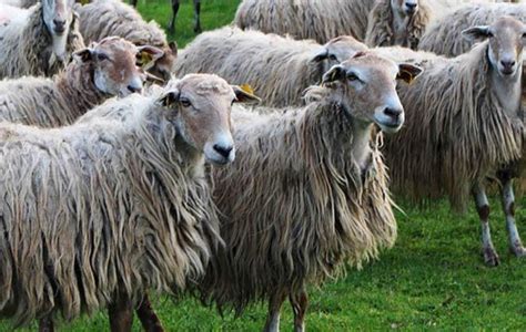 New Zealand bans sheep mulesing - Fibre2Fashion