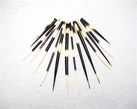 Multipack 26 DRILLED CUT Porcupine Quills Needles