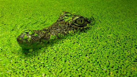 animals, wildlife, reptiles, alligators, reptile, crocodile, fauna, alligator, vertebrate ...