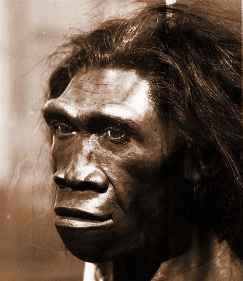 3. Homo erectus, with a larger body form, increased brain size and more... | Download Scientific ...