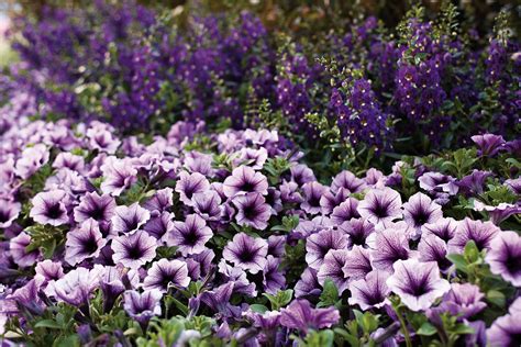 Get Petunia ‘Supertunia’ Bordeaux Proven Winners in MI at English Gardens Nurseries | Serving ...