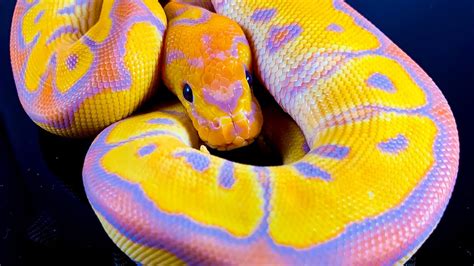 Banana / coral glow -Clown ball python-big dans genetix - YouTube