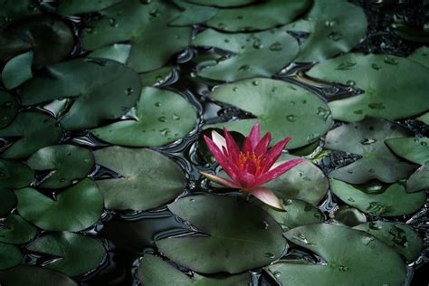 Water Lily Flower: Meaning, Symbolism, and Colors | Pansy Maiden