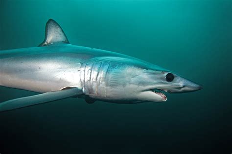 Longfin Mako | Isurus paucus