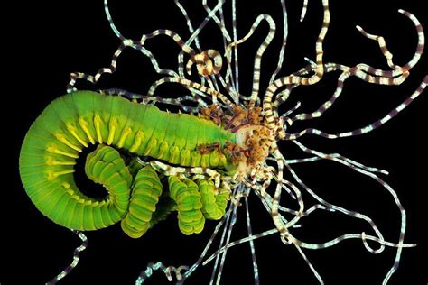 The Weird and Wonderful World of Sea Worms