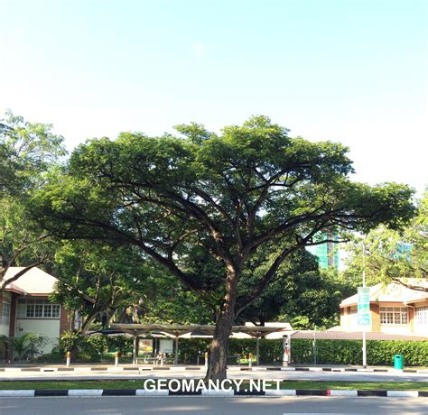 The Angsana tree or truly a huge majestic "umbrella" (shade) tree - Around Singapore - FengShui ...