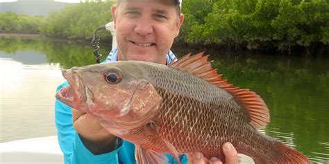 Cairns Mangrove Jacks With Phil Laycock | Australian Lure Fishing