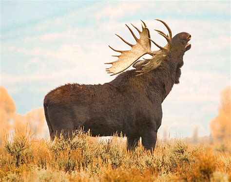 Montana Wildlife Photography Wyoming Moose Photographs | Montana ...