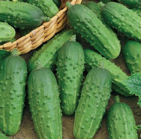 Julian H Gherkin Cucumber Seeds - Vegetable Seeds for sale online ...