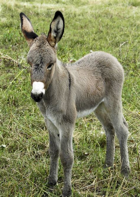 Baby donkey #donkey #redonkerous Baby Donkey, The Donkey, Donkey Breeds, Female Horse, Miniature ...