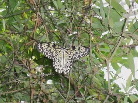 Butterfly Exhibit - Ft Worth Botanical Gardens | Butterfly exhibit, Butterfly garden, Botanical ...