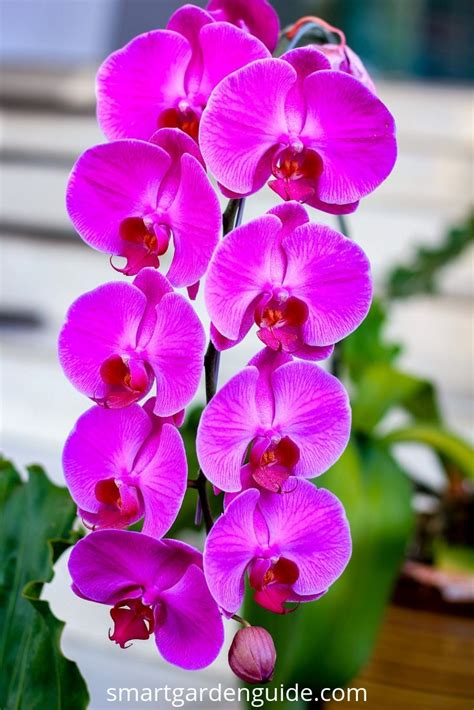 Phalaenopsis orchid care. Orchid care for beginners. Learn everything you need to know about ...