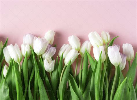 Spring White Tulips - Stock Photos | Motion Array