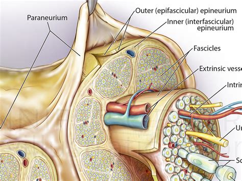 Peripheral Nerves Anatomy - Anatomy Book