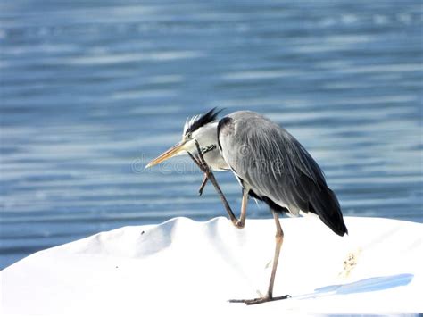 Gray Heron Bird on Lake Modrac Stock Photo - Image of portrait, boat ...