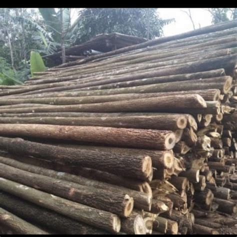 Jual Kayu Dolken 8/10 400cm - Kab. Bogor - MUDA JAYA MANDIRI KAYU | Tokopedia