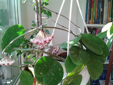 Hoya Obovata: Plant Care & Growing Guide