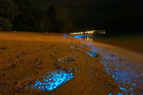 Bioluminescent phytoplankton beach, Dusit Thani, Mudhdhoo Island, Baa Atoll, Maldives | Praia ...