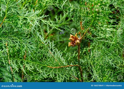 Close-up of Open Ripe Thuja Tree Platycladus Orientalis Cones with Brown Seeds. Platycladus ...