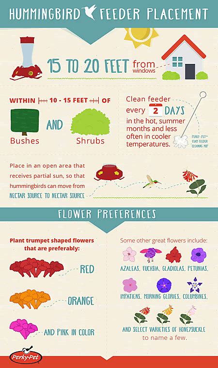 3 Tips for Placing Your Hummingbird Feeder