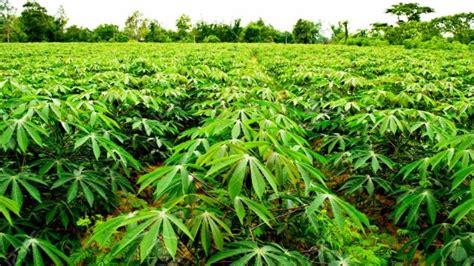 Only cassava farmers growing improved varieties will have access to CBN N25bn loan - Official