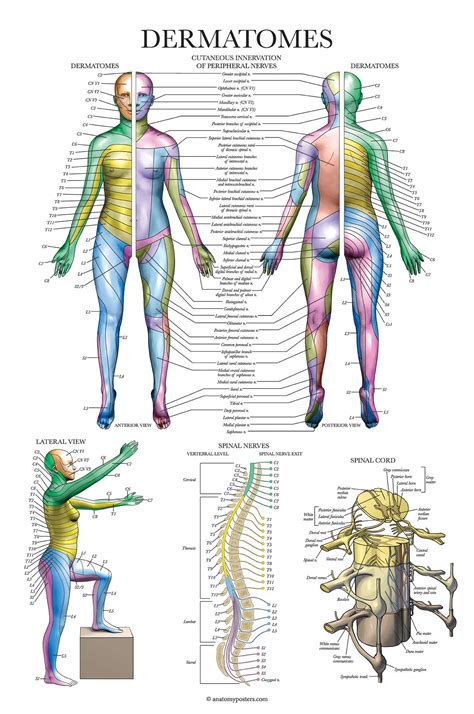 Buy Palace Learning Dermatomes & Nervous System Anatomical Chart - Dermatomes Anatomy Online at ...