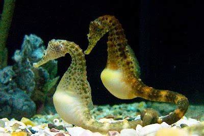 Somethin Wonderful: Seahorses: World’s Most Romantic Species