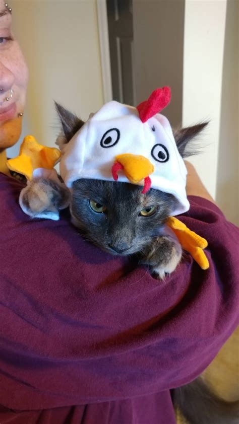 Needless to say, she was not happy about the chicken costume : r/cats