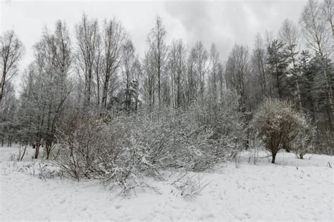 A Beautiful Snow-covered Winter Forest. Ice Lake and Forest Streams ...