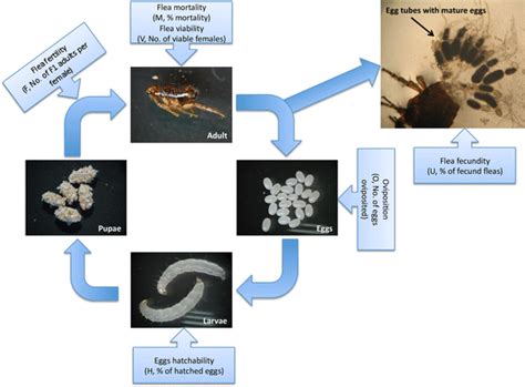 Cat flea (Ctenocephalides felis) life cycle and vaccine efficacy ...