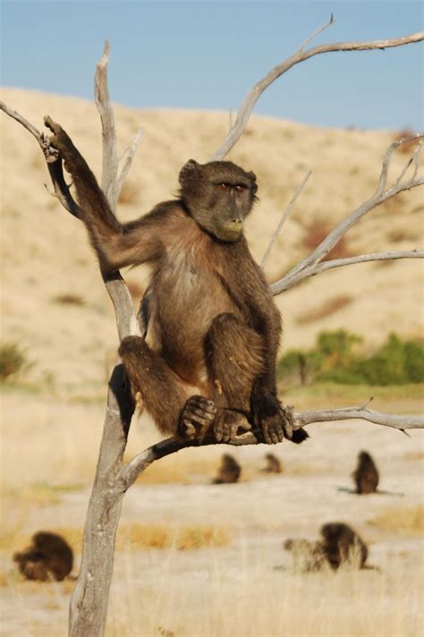 Baboon foraging choices depend on their habitat and social status: study