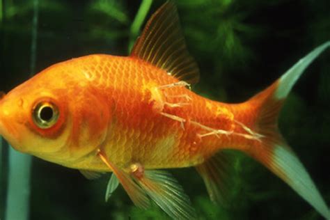 Common Goldfish Diseases: How to Identify and Treat Them