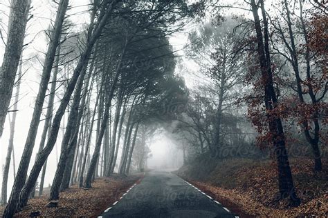 "Road In Foggy Forest" by Stocksy Contributor "Blue Collectors" - Stocksy