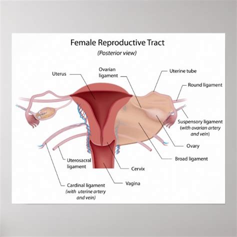 Female reproductive system labeled diagram poster | Zazzle.com