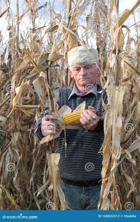 Senior Farmer Harvesting Corn Cobs Stock Photo - Image of crop, organic: 160822012