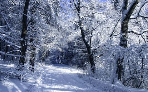 Winter Woods Wallpapers - Wallpaper Cave