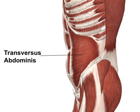 Transverse abdominis muscle Origin, Insertion, Function, Exercise