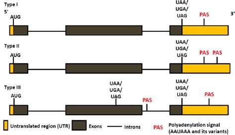 Types of alternate polyadenylation. Adapted from ACS Chem Biol. 2008:... | Download Scientific ...