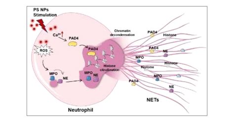 Polystyrene Nanoplastics Induce Neutrophil Extracellular Traps in Mice ...